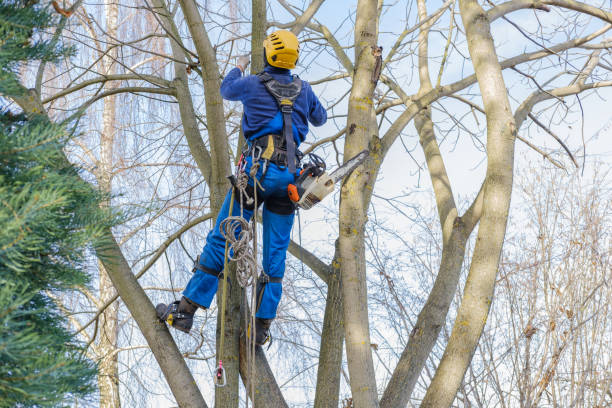 Best Emergency Tree Removal  in Egon City, OR